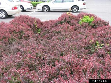 Japanese barberry, Berberis thunbergii  (Ranunculales: Berberidaceae) - 5456749