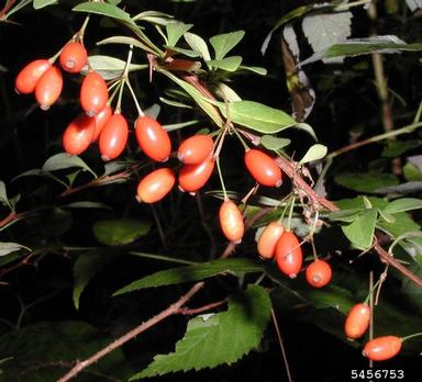 Japanese barberry, Berberis thunbergii  (Ranunculales: Berberidaceae) - 5456753