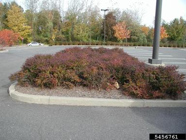 Japanese barberry, Berberis thunbergii  (Ranunculales: Berberidaceae) - 5456761