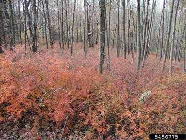 Japanese barberry, Berberis thunbergii  (Ranunculales: Berberidaceae) - 5456775