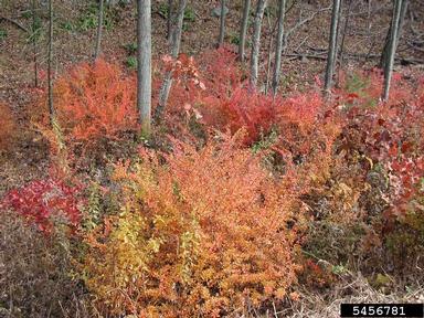 Japanese barberry, Berberis thunbergii  (Ranunculales: Berberidaceae) - 5456781