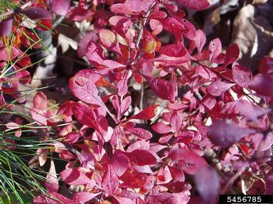 Japanese barberry, Berberis thunbergii  (Ranunculales: Berberidaceae) - 5456785