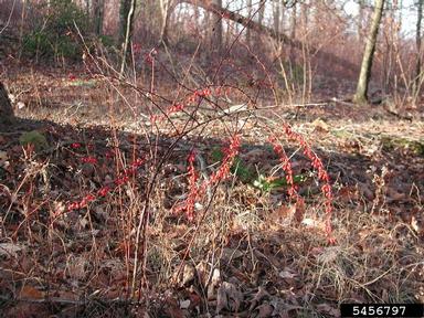 Japanese barberry, Berberis thunbergii  (Ranunculales: Berberidaceae) - 5456797