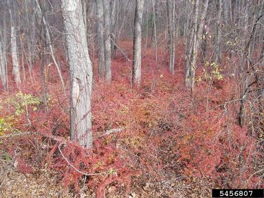 Japanese barberry, Berberis thunbergii  (Ranunculales: Berberidaceae) - 5456807