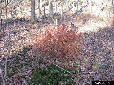 Japanese barberry, Berberis thunbergii  (Ranunculales: Berberidaceae) - 5456836