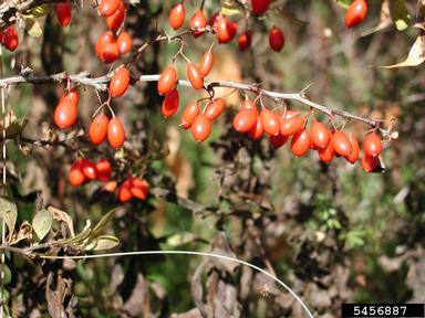 Japanese barberry, Berberis thunbergii  (Ranunculales: Berberidaceae) - 5456887