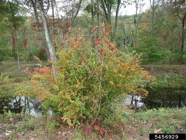 Japanese barberry, Berberis thunbergii  (Ranunculales: Berberidaceae) - 5456929