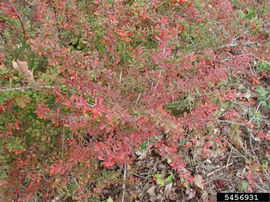 Japanese barberry, Berberis thunbergii  (Ranunculales: Berberidaceae) - 5456931