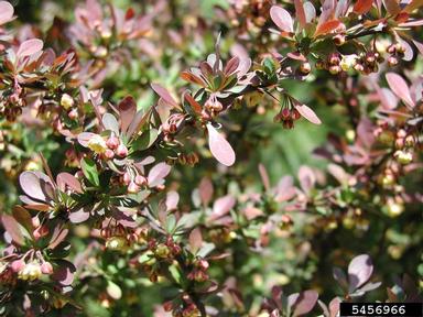 Japanese barberry, Berberis thunbergii  (Ranunculales: Berberidaceae) - 5456966