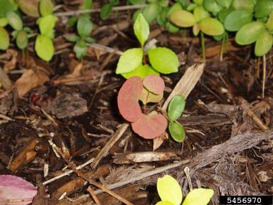 Japanese barberry, Berberis thunbergii  (Ranunculales: Berberidaceae) - 5456970