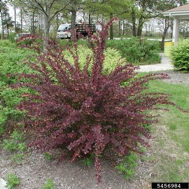 Japanese barberry, Berberis thunbergii  (Ranunculales: Berberidaceae) - 5456984