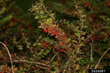 Japanese barberry, Berberis thunbergii  (Ranunculales: Berberidaceae) - 5456987