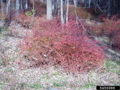 Japanese barberry, Berberis thunbergii  (Ranunculales: Berberidaceae) - 5456988