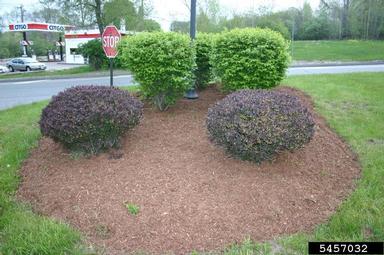 Japanese barberry, Berberis thunbergii  (Ranunculales: Berberidaceae) - 5457032