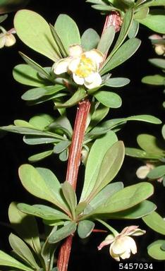 Japanese barberry, Berberis thunbergii  (Ranunculales: Berberidaceae) - 5457034