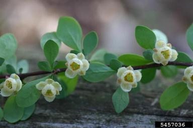 Japanese barberry, Berberis thunbergii  (Ranunculales: Berberidaceae) - 5457036