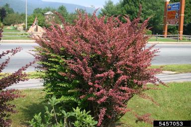 Japanese barberry, Berberis thunbergii  (Ranunculales: Berberidaceae) - 5457053