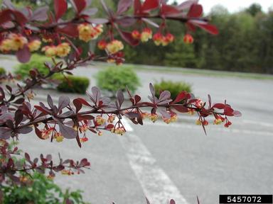 Japanese barberry, Berberis thunbergii  (Ranunculales: Berberidaceae) - 5457072