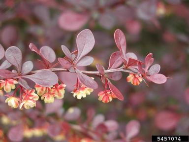 Japanese barberry, Berberis thunbergii  (Ranunculales: Berberidaceae) - 5457074
