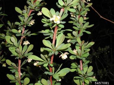 Japanese barberry, Berberis thunbergii  (Ranunculales: Berberidaceae) - 5457081