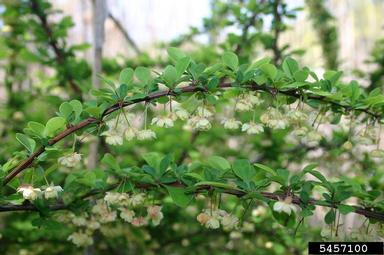 Japanese barberry, Berberis thunbergii  (Ranunculales: Berberidaceae) - 5457100