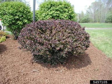 Japanese barberry, Berberis thunbergii  (Ranunculales: Berberidaceae) - 5457105