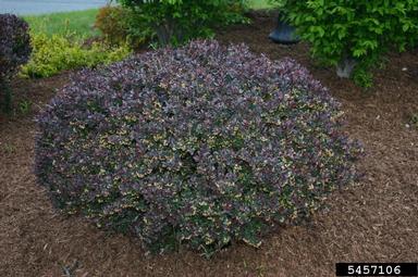 Japanese barberry, Berberis thunbergii  (Ranunculales: Berberidaceae) - 5457106