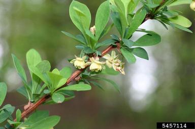 Japanese barberry, Berberis thunbergii  (Ranunculales: Berberidaceae) - 5457114