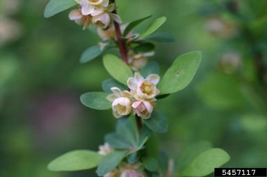Japanese barberry, Berberis thunbergii  (Ranunculales: Berberidaceae) - 5457117