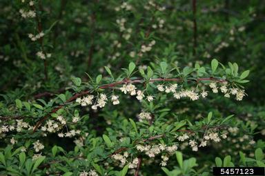 Japanese barberry, Berberis thunbergii  (Ranunculales: Berberidaceae) - 5457123