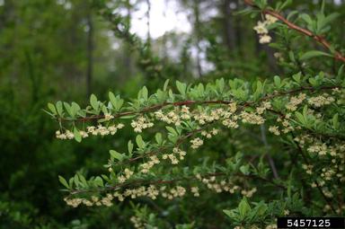 Japanese barberry, Berberis thunbergii  (Ranunculales: Berberidaceae) - 5457125