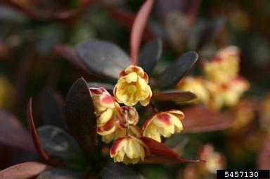 Japanese barberry, Berberis thunbergii  (Ranunculales: Berberidaceae) - 5457130