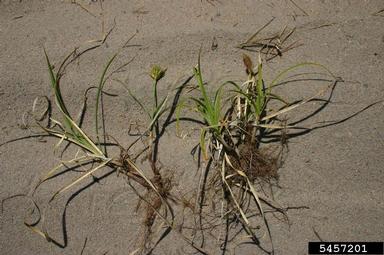 Japanese sedge, Carex kobomugi  (Cyperales: Cyperaceae) - 5457201