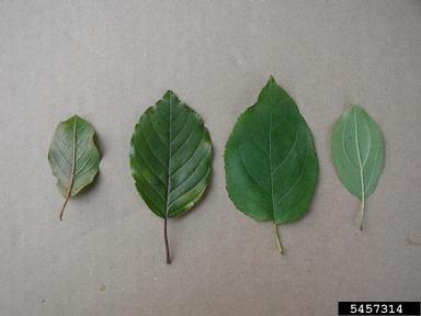 glossy buckthorn, Frangula alnus  (Rhamnales: Rhamnaceae) - 5457314