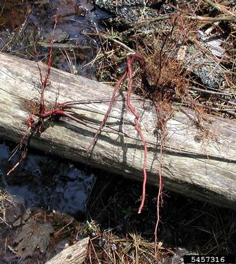 glossy buckthorn, Frangula alnus  (Rhamnales: Rhamnaceae) - 5457316