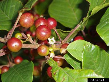 glossy buckthorn, Frangula alnus  (Rhamnales: Rhamnaceae) - 5457324