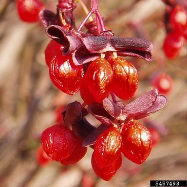 winged burning bush, Euonymus alatus  (Celastrales: Celastraceae) - 5457493