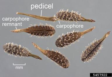 bur chervil, Anthriscus caucalis  (Apiales: Apiaceae) - 5457922