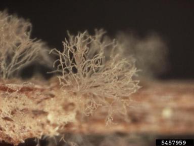 brown rots, Monilinia spp.  (Helotiales: Sclerotiniaceae) - 5457959