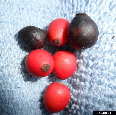 American holly, Ilex opaca  (Celastrales: Aquifoliaceae) - 5458011