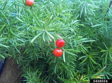 Sprenger's asparagus fern, Asparagus aethiopicus  (Liliales: Liliaceae) - 5458024