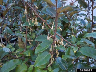 Ebbinge's Silverberry , Elaeagnus x ebbingei (E. macrophylla x E. pungens)  (Rhamnales: Elaeagnaceae) - 5458027