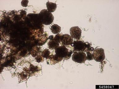 protozoa (Spongospora subterranea f.sp. subterranea) on potato (Solanum tuberosum ) - 5458047