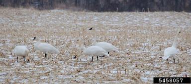 trumpeter swan, Cygnus buccinator  (Anseriformes: Anatidae) - 5458057