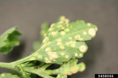 chrysanthemum white rust (Puccinia horiana ) on chrysanthemum (Chrysanthemum spp. ) - 5458066