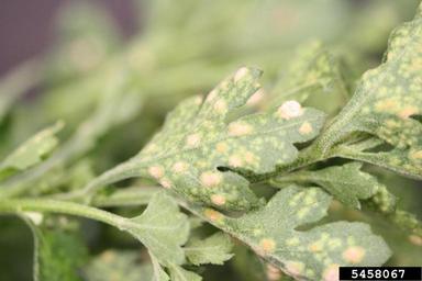 chrysanthemum white rust (Puccinia horiana ) on chrysanthemum (Chrysanthemum spp. ) - 5458067