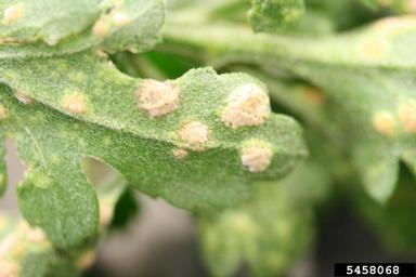 chrysanthemum white rust (Puccinia horiana ) on chrysanthemum (Chrysanthemum spp. ) - 5458068