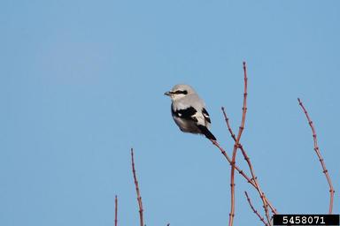 northern shrike, Lanius excubitor  (Passeriformes: Laniidae) - 5458071