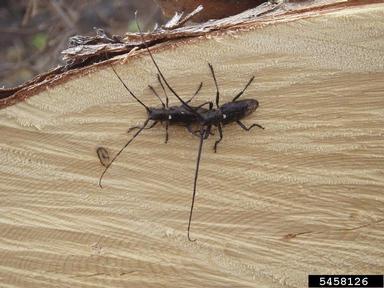 whitespotted sawyer, Monochamus scutellatus  (Coleoptera: Cerambycidae) - 5458126