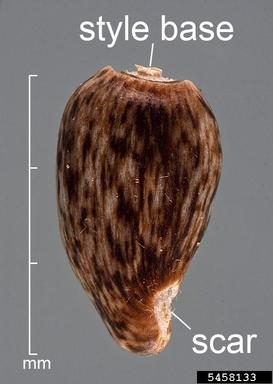 purple starthistle, Centaurea calcitrapa  (Asterales: Asteraceae) - 5458133